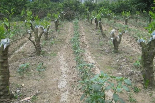 盆栽柚子树如何养殖，需要进行人工授粉