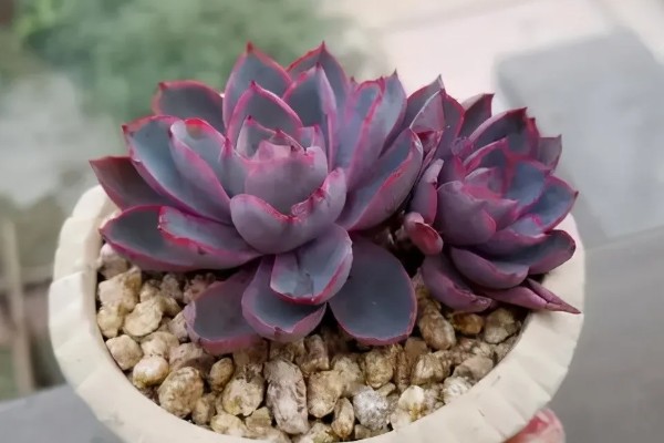 多肉赫拉夏天能不能种活，夏天很难种活