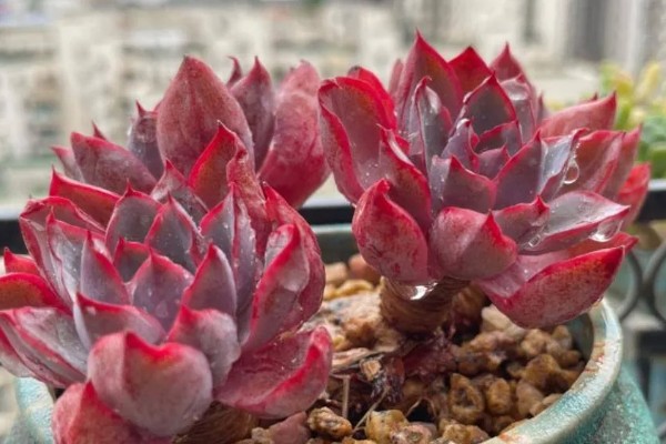 多肉赫拉夏天能不能种活，夏天很难种活