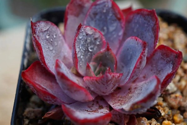 多肉赫拉夏天能不能种活，夏天很难种活
