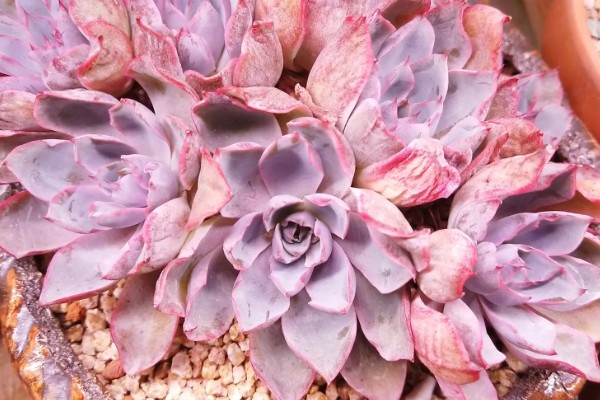 多肉赫拉夏天能不能种活，夏天很难种活