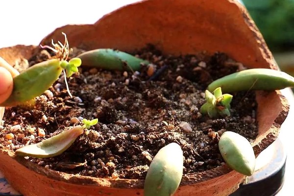 多肉赫拉夏天能不能种活，夏天很难种活