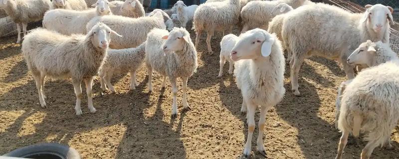 如何提高养羊出栏率，首先要选用优良品种