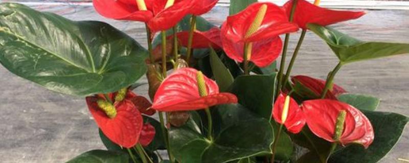 火鹤花有没有毒,其汁液有轻微的毒素