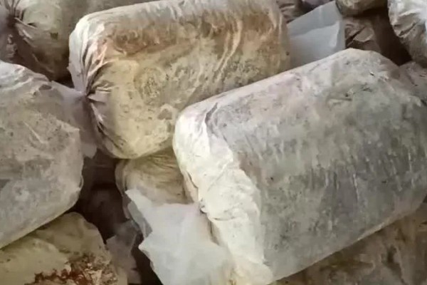 灵芝酵母菌的防治方法，在接种中应进行无菌操作