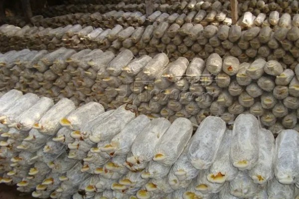 灵芝酵母菌的防治方法，在接种中应进行无菌操作