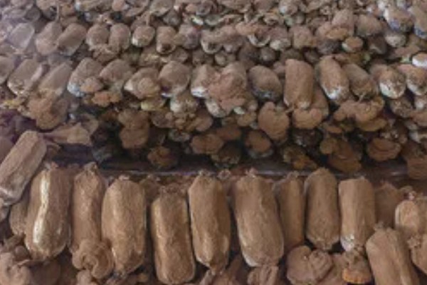 灵芝酵母菌的防治方法，在接种中应进行无菌操作