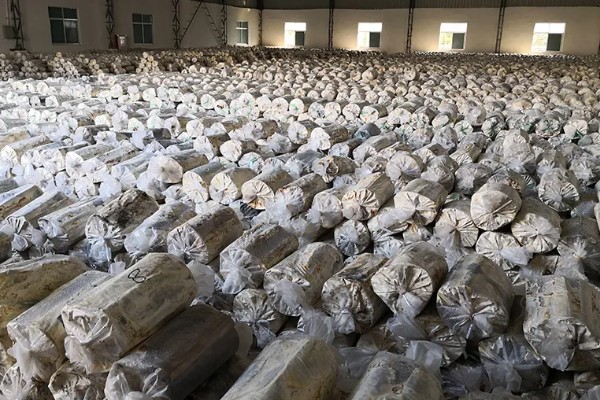灵芝酵母菌的防治方法，在接种中应进行无菌操作