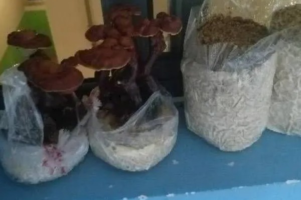 灵芝酵母菌的防治方法，在接种中应进行无菌操作