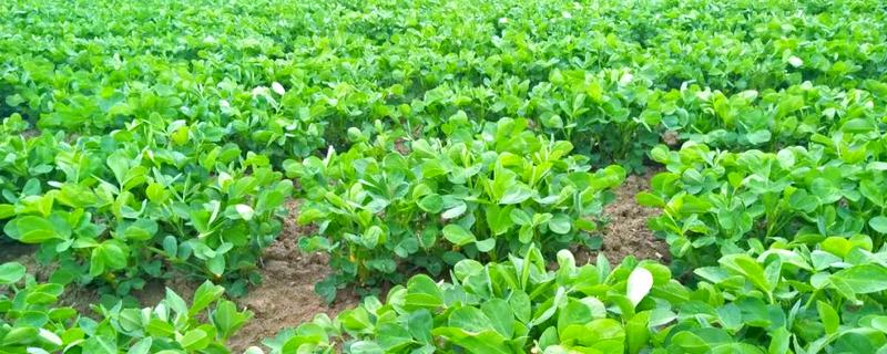 花生高产栽培技术,种子用硼砂拌种