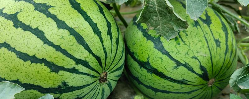 什么是碱性水果,指吸收后可产生碱性物质的水果