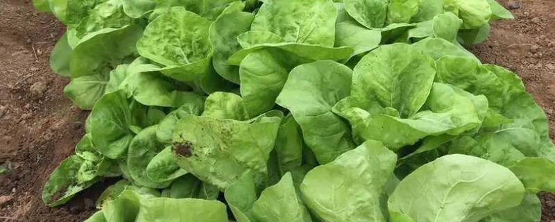 11月适合种哪些蔬菜，适合种小白菜、大葱等