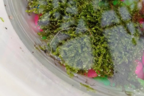 为什么野外挖的苔藓活不了，可能是盆土的选择不当