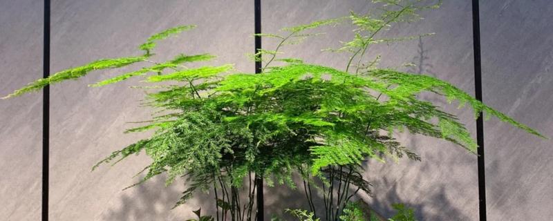 可以自制文竹肥料吗，可使用烂菜叶、水果皮、动物粪自制肥料