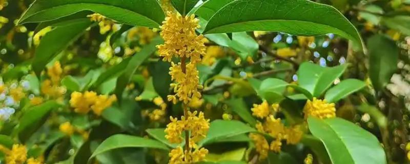 九月开哪些品种的花，有桂花、大丽菊、美人蕉等