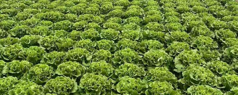 娃娃菜有哪些管理要点，出苗前要适当提高周围的温度