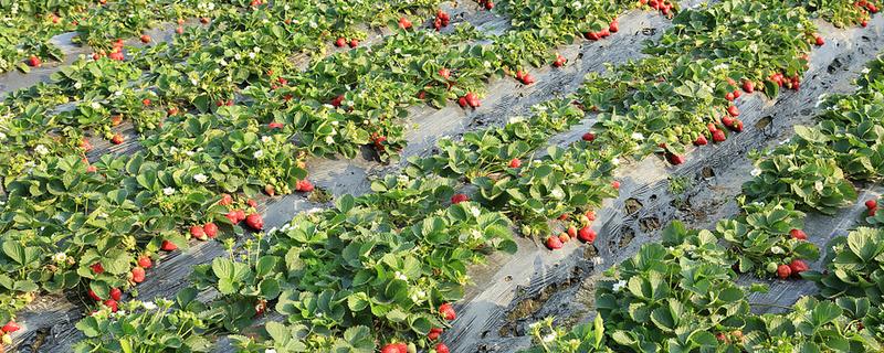 草莓怎么种植，每隔三到五天浇一次水