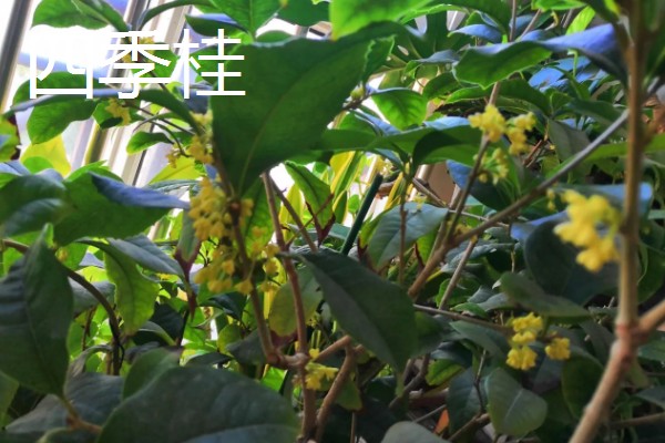 桂花原生跟嫁接有什么区别，其品质和生长力均不同