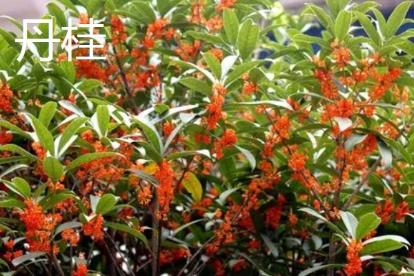 桂花原生跟嫁接有什么区别，其品质和生长力均不同