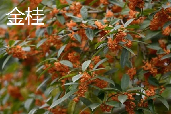 桂花原生跟嫁接有什么区别，其品质和生长力均不同