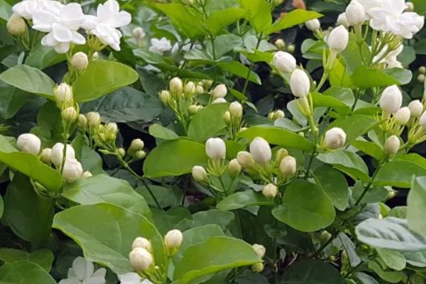 茉莉花的花期持续时间，6-10月份开放可持续150天左右