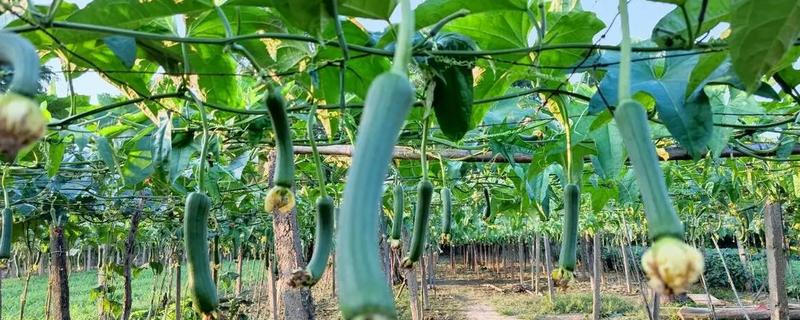 丝瓜需要打顶吗，丝瓜需要打顶