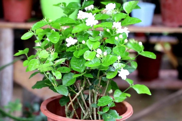茉莉花的花期持续时间，6-10月份开放可持续150天左右