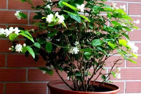 茉莉花的花期持续时间，6-10月份开放可持续150天左右