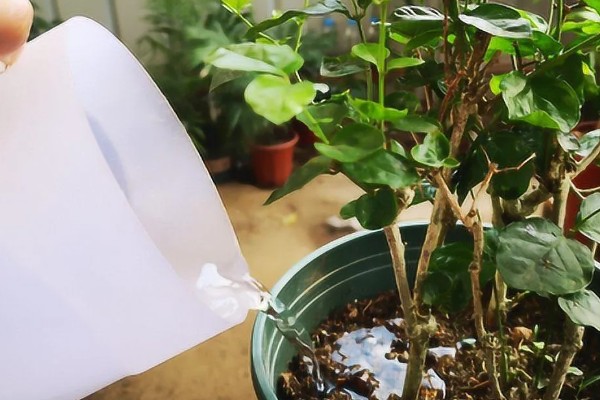 茉莉花的花期持续时间，6-10月份开放可持续150天左右