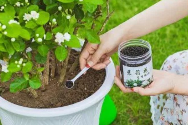 茉莉花的花期持续时间，6-10月份开放可持续150天左右