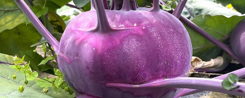 紫苤蓝是什么品种，是球茎外皮紫色的甘蓝品种