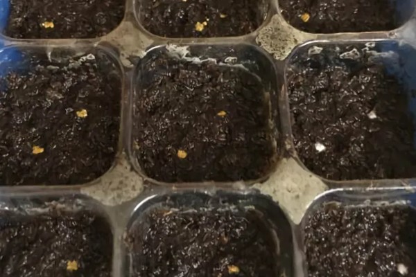 蟹爪兰怎样繁殖,最好选择播种的方式