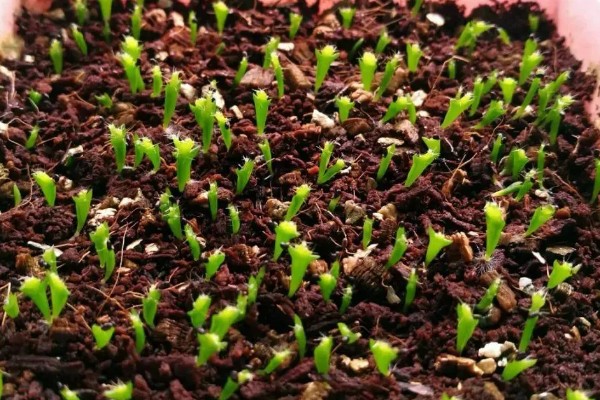 蟹爪兰怎样繁殖,最好选择播种的方式