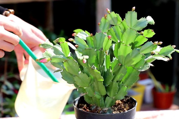 蟹爪兰怎样繁殖,最好选择播种的方式