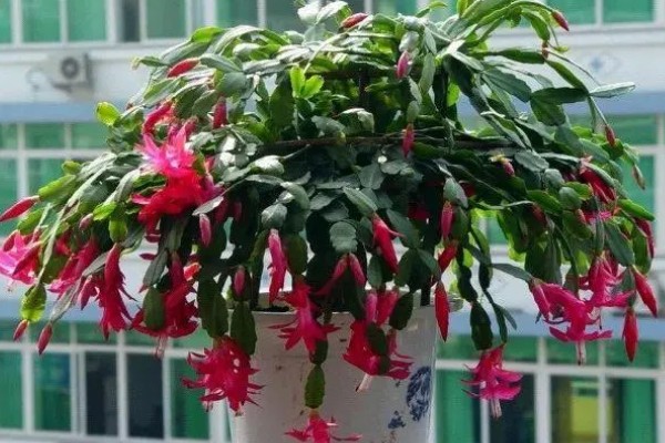 蟹爪兰怎样繁殖,最好选择播种的方式