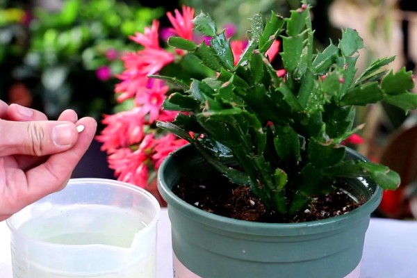 蟹爪兰怎样繁殖,最好选择播种的方式