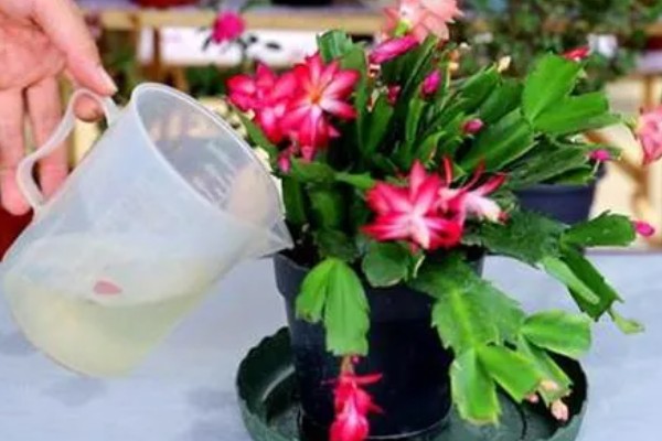 蟹爪兰怎样繁殖,最好选择播种的方式