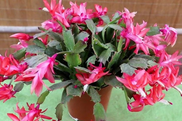 蟹爪兰怎样繁殖,最好选择播种的方式