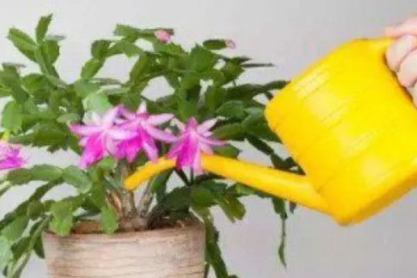 蟹爪兰怎样繁殖,最好选择播种的方式