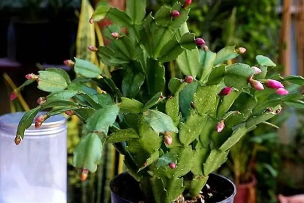 蟹爪兰怎样繁殖,最好选择播种的方式