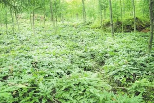 黄连的种植效益，保证品质还是能赚到钱的