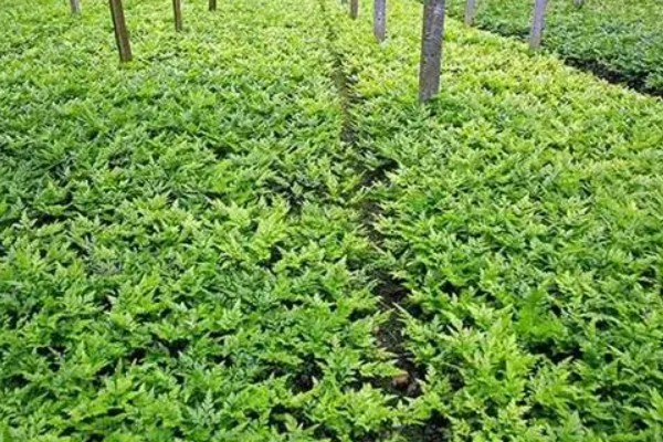 黄连的种植效益，保证品质还是能赚到钱的