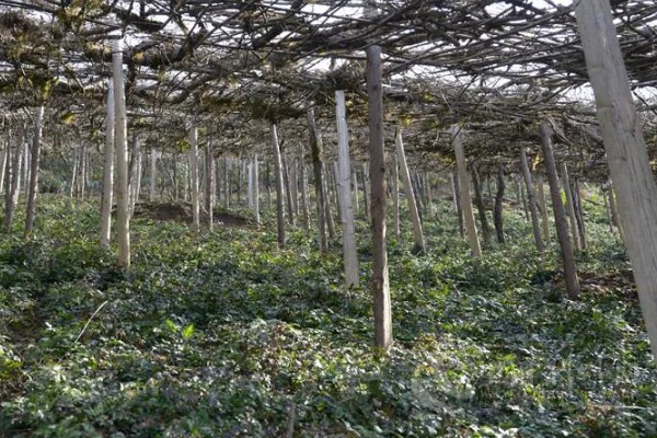 黄连的种植效益，保证品质还是能赚到钱的