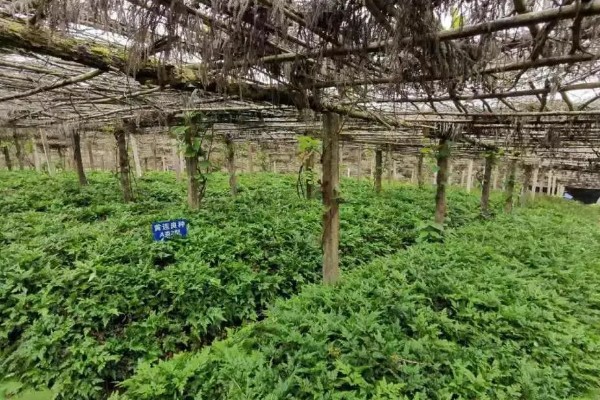 黄连的种植效益，保证品质还是能赚到钱的