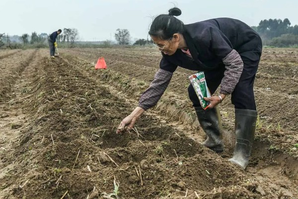 黄连的种植效益，保证品质还是能赚到钱的