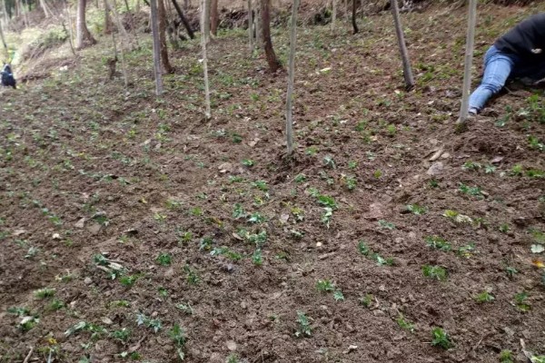 黄连的种植效益，保证品质还是能赚到钱的