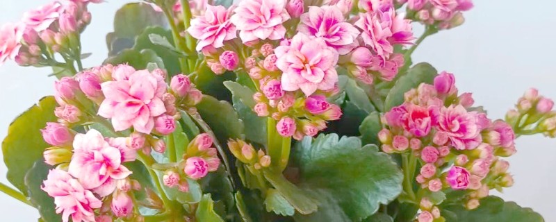 五月份长寿花还能开花吗，五月份还能开花