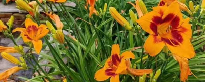 忘忧草的花语，寓意忘却不愉快的事、放下他等