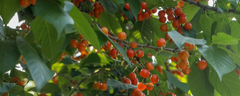 樱桃的防虫方法，有按季清园和喷洒化学药剂