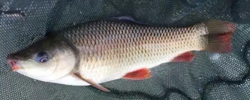 钓鲮鱼用什么饵料，爱吃麸香味、腥香味的饵料